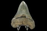 Serrated, Fossil Megalodon Tooth - Georgia #114616-2